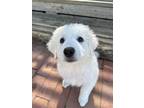 Adopt Billy a Great Pyrenees