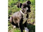 Adopt Rex a Pit Bull Terrier, Boxer