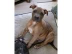 Adopt Duke a Boxer, Pit Bull Terrier