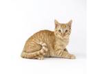 Adopt Georgie a Domestic Short Hair