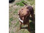 Adopt Rusty a Labrador Retriever