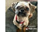 Adopt Gizmo a Shih Tzu