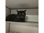 Adopt John Coffey a Domestic Short Hair