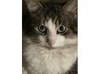 Adopt Sushi a Norwegian Forest Cat, Domestic Long Hair