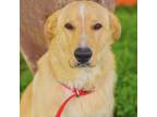 Adopt Friendly Freddy 24-03-102 a Yellow Labrador Retriever