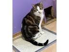 Adopt Billy Bob a Domestic Short Hair