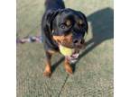 Adopt Pooh Bear a Rottweiler