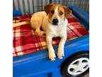Adopt Rusty a Treeing Walker Coonhound, Beagle