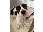 Adopt Pongo a Mixed Breed