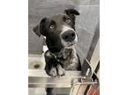 Adopt Sam a Cattle Dog, Mixed Breed