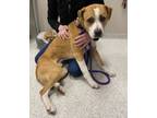 Adopt Sully a Mixed Breed