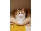 Adopt Sunny D a Domestic Short Hair