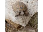 Adopt Shelly, Russian a Turtle
