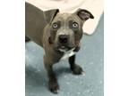 Adopt Guido a Pit Bull Terrier
