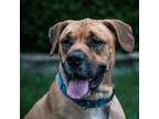 Adopt Roscoe a Mastiff