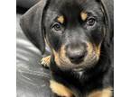 Adopt Winston a German Shorthaired Pointer, Labrador Retriever