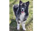 Adopt Draco a Shepherd, Siberian Husky