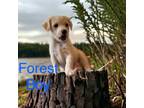 Adopt Forest White a Terrier