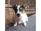 Adopt River White a Terrier