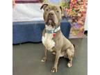 Adopt Borego a Pit Bull Terrier
