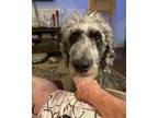 Adopt Sheba a Standard Poodle