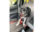 Adopt Dipstick a Dalmatian, Labrador Retriever