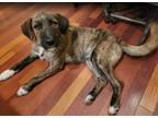 Adopt Weston (a.k.a. Mr. Social) a Wirehaired Terrier