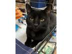 Adopt Wazoo a Domestic Short Hair