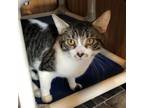 Adopt Peter a Domestic Short Hair