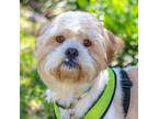 Adopt Kelce a Lhasa Apso