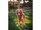 Adopt Mak a Golden Retriever