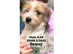 Adopt Dewey a Wirehaired Terrier, Yorkshire Terrier