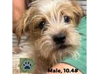 Adopt Donnie a Wirehaired Terrier
