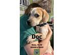 Adopt Doc a Beagle