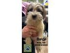 Adopt Davie a Wirehaired Terrier, Shih Tzu