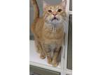 Adopt Sebastian a Domestic Short Hair