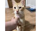 Adopt Little Tom -Jo a Domestic Short Hair