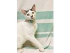 Adopt RAIDER a Domestic Short Hair