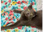 Adopt JOEY a Domestic Short Hair