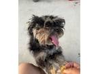Adopt Otto in TX a Yorkshire Terrier