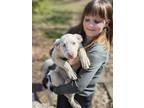 Adopt Grimm a Australian Cattle Dog / Blue Heeler, Shetland Sheepdog / Sheltie