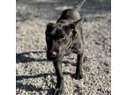 Adopt Waffle Cone a Basset Hound, Labrador Retriever