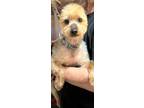 Adopt Pickles a Yorkshire Terrier