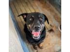 Adopt Fender a Rottweiler