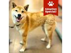 Adopt Link - loves snacks and humans, potty trained! a Shiba Inu