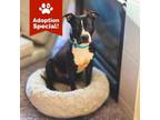 Adopt Oreo- LOVES snacks and humans! - $25 Adoption Special! a Pit Bull Terrier