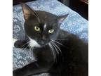 Adopt Roger a Domestic Short Hair