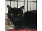 Adopt Tom and Jerry a Domestic Short Hair