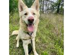 Adopt Aries a White German Shepherd