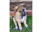 Adopt Finn von Belle a German Shepherd Dog